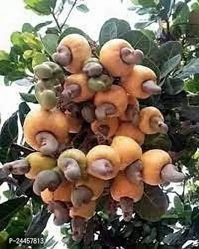 Natural Cashew Apple Plant