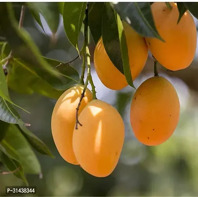 Natural Mango Plant-thumb0