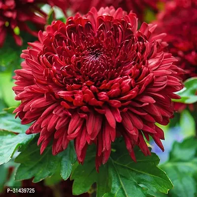 Natural Chrysanthemums/ Guldavari Plant-thumb0