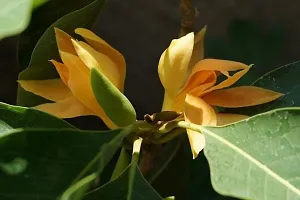 Natural Golden Champa Plant-thumb2