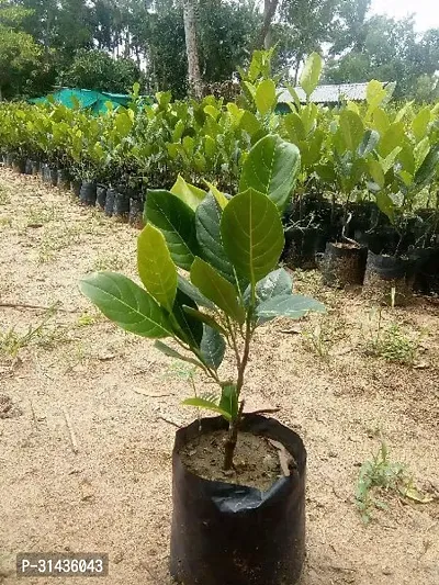 Natural Jackfruit Plant-thumb2