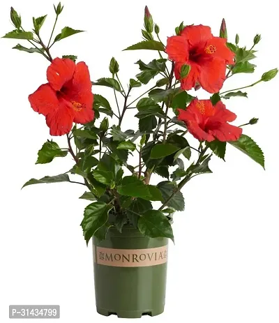 Natural Hibiscus Plant