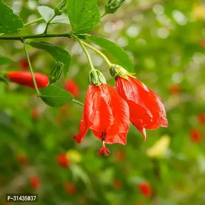 Natural Hibiscus Plant-thumb0