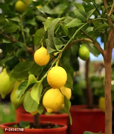 Lemon Plant