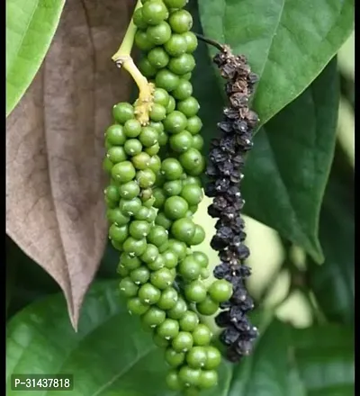 Natural Black Pepper Plant-thumb0