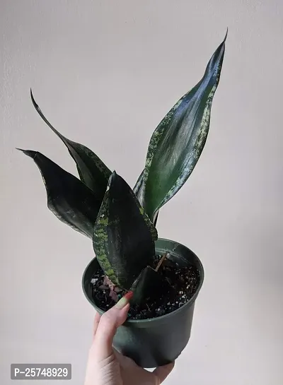 Snake Plant