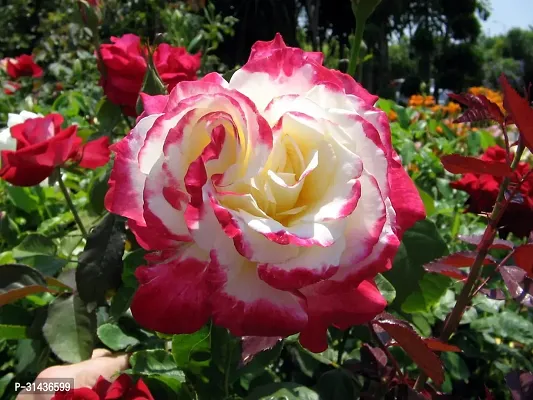 Natural Rose Plant