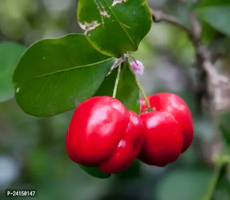 Cherry Fruit Plant-thumb0