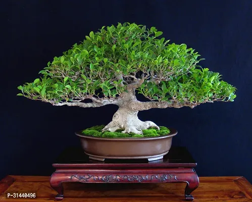 Natural Ficus Bonsai Plant-thumb0