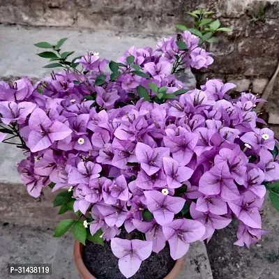 Natural Bougainvillea Plant-thumb0