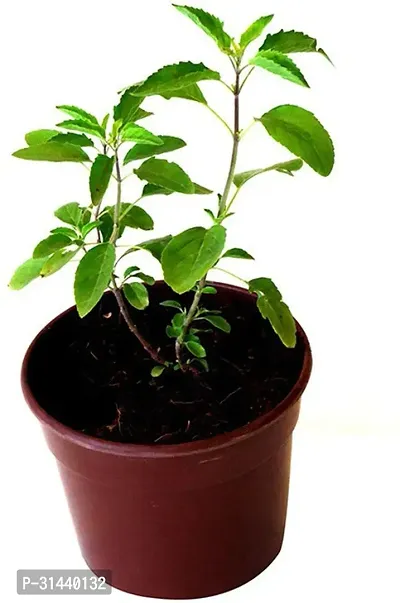 Natural Tulsi Plant-thumb0