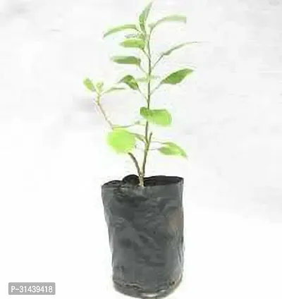 Natural Ashwagandha/Indian Ginseng Plant-thumb0