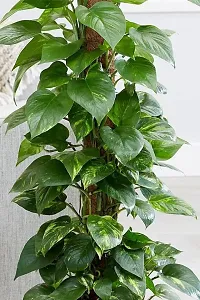 Natural Money Plant-thumb2