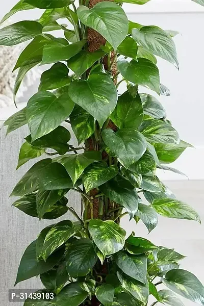 Natural Money Plant-thumb3