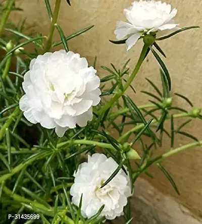 Natural Portulaca Plant