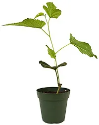 Natural Shahtoot/Mulberry Plant With Pot-thumb1