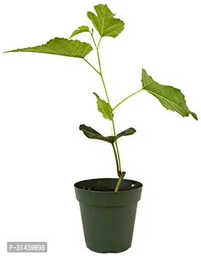 Natural Shahtoot/Mulberry Plant With Pot-thumb2