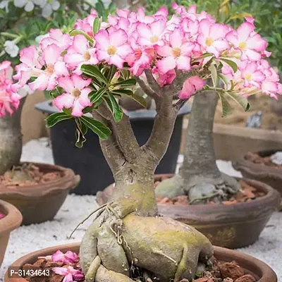 Natural Adenium Plant-thumb0