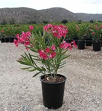 Natural Oleander Plant-thumb1