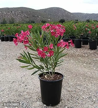 Natural Oleander Plant-thumb2