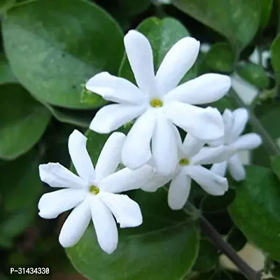 Natural Jasmine Plant-thumb0