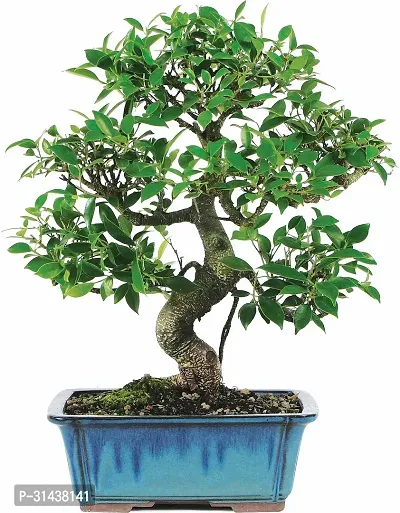 Natural Ficus Plant-thumb0