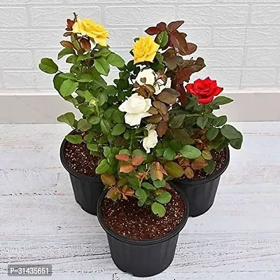 Natural Rose Plant-thumb0