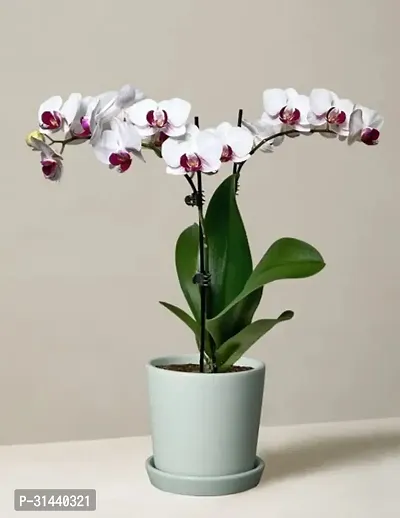 Natural Orchid Plant