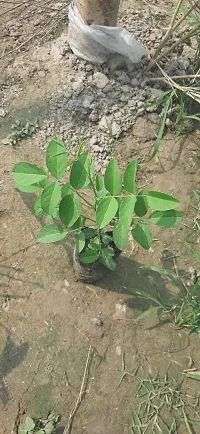 Natural Aparajita/ Butterfly Pea Plant-thumb1