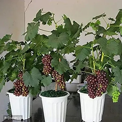 Natural Grapes Plant-thumb0