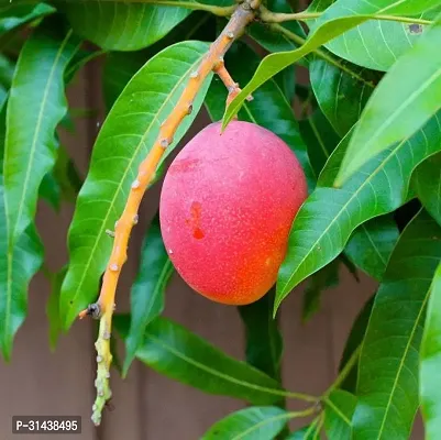 Natural Mango Plant-thumb0