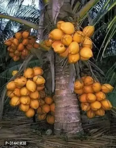 Natural Coconut Plant