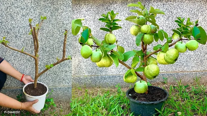 Natural Guava Plant