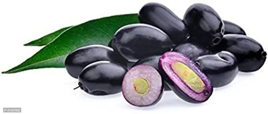 Natural Jamun Plant-thumb2