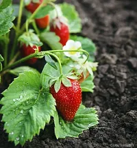 Strawberry Plant-thumb1