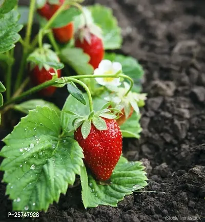 Strawberry Plant-thumb2