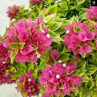 Natural Baugainvillea Plant-thumb3