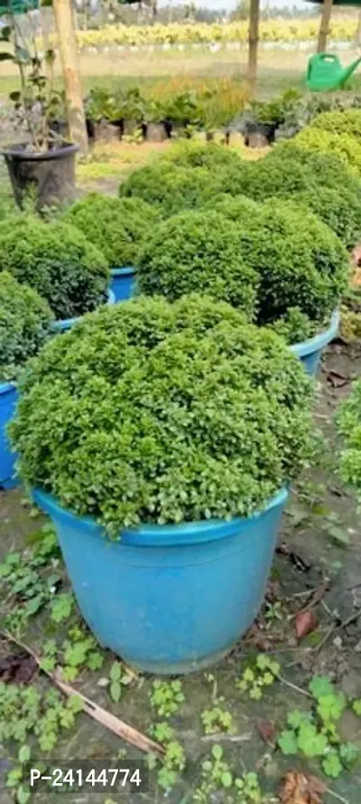 Madhu Kamini Plant