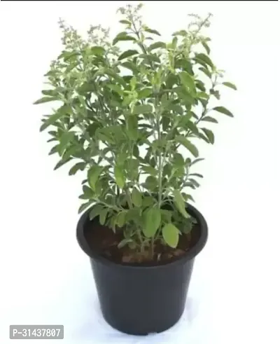 Natural Tulsi Plant-thumb0