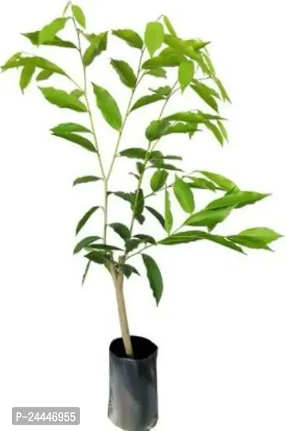 Natural Red Sandalwood Plant-thumb2