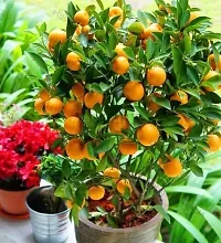 Natural Orange Plant-thumb1