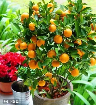 Natural Orange Plant-thumb2