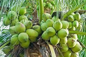 Natural Coconut Plant-thumb1