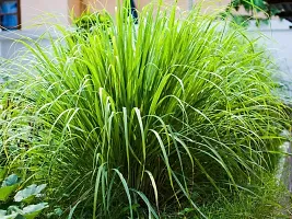 Natural Lemon Grass Plant-thumb2