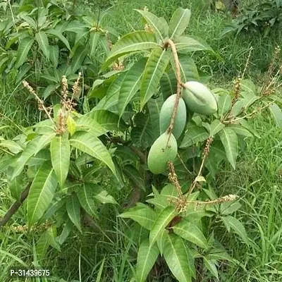 Natural Mango Plant-thumb0