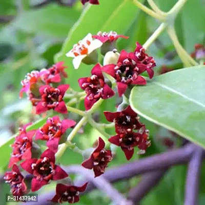 Natural Black Pepper Plant-thumb2