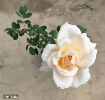 Rose Plant