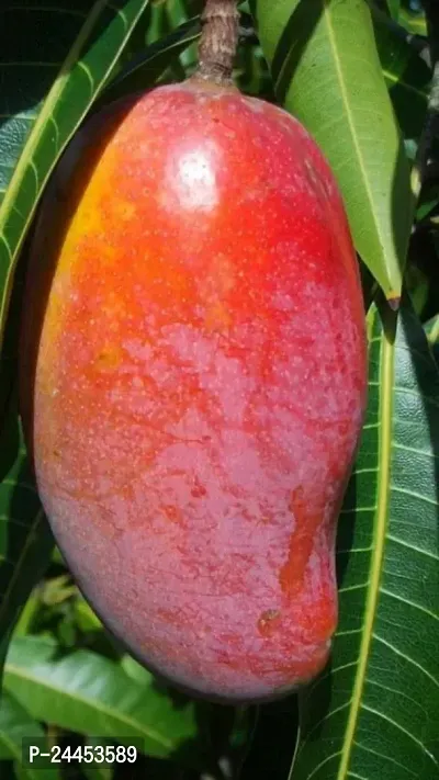 Natural Mango Plant