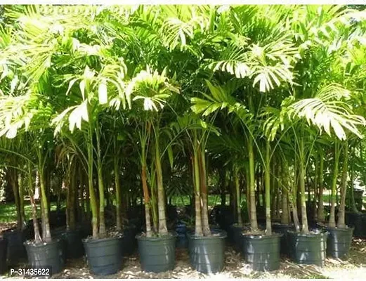 Natural Areca Palm Plant-thumb0