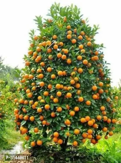 Natural Orange Plant-thumb4